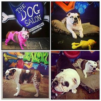 Product - The Dog Salon in Charlotte, NC Pet Boarding & Grooming