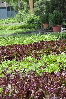 Product: Herb and Produce Gardens - The Greenbriar Inn in North Boulder - Boulder, CO American Restaurants