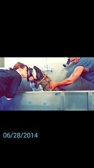 Product - The Groom Room in Newport, RI Pet Boarding & Grooming