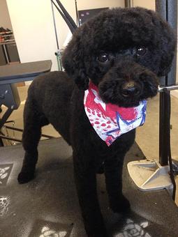 Product - The Groomer's Corner in Chicago, IL Pet Boarding & Grooming