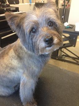 Product - The Groomer's Corner in Chicago, IL Pet Boarding & Grooming