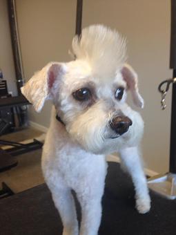 Product - The Groomer's Corner in Chicago, IL Pet Boarding & Grooming