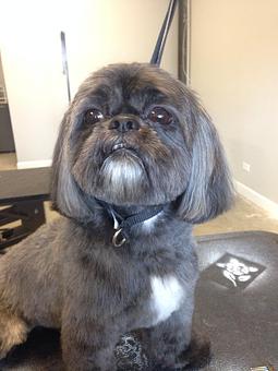 Product - The Groomer's Corner in Chicago, IL Pet Boarding & Grooming