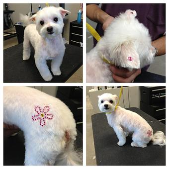 Product - The Groomer's Corner in Chicago, IL Pet Boarding & Grooming