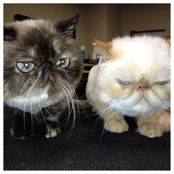 Product - The Groomer's Corner in Chicago, IL Pet Boarding & Grooming