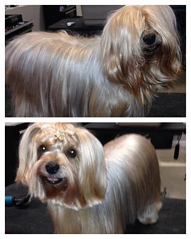 Product - The Groomer's Corner in Chicago, IL Pet Boarding & Grooming