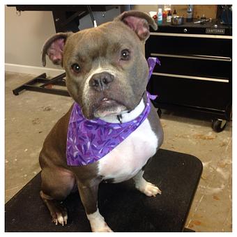 Product - The Groomer's Corner in Chicago, IL Pet Boarding & Grooming