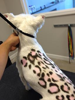 Product - The Groomer's Corner in Chicago, IL Pet Boarding & Grooming