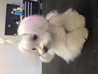 Product - The Groomer's Corner in Chicago, IL Pet Boarding & Grooming