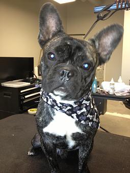 Product - The Groomer's Corner in Chicago, IL Pet Boarding & Grooming