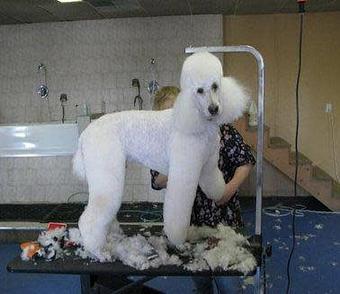 Product - The Grooming Post in Attleboro, MA Motion Picture Pre & Post Production Services