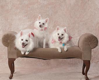 Product - The Henry Studio in Downtown - Holliston, MA Misc Photographers