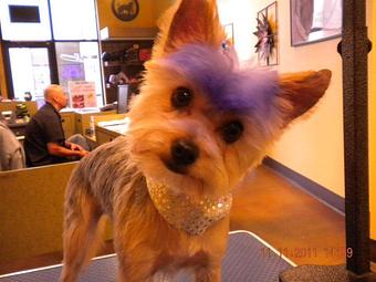 Product - The Pampered Pet Grooming & Spa in Brentwood, CA Pet Boarding & Grooming