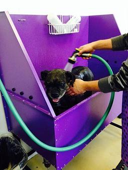 Product - The Pawsh Pooch Pet Salon & Spa in Franklin, MA Day Spas