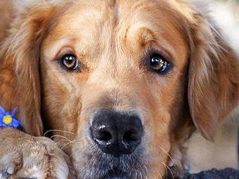 Product - The Peaks Pet Nanny in Lake Hopatcong, NJ Pet Care Services