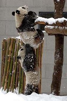 Product - The Peaks Pet Nanny in Lake Hopatcong, NJ Pet Care Services