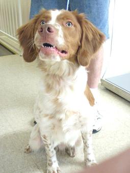 Product - The Peaks Pet Nanny in Lake Hopatcong, NJ Pet Care Services