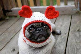 Product - The Peaks Pet Nanny in Lake Hopatcong, NJ Pet Care Services