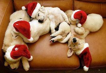 Product - The Peaks Pet Nanny in Lake Hopatcong, NJ Pet Care Services