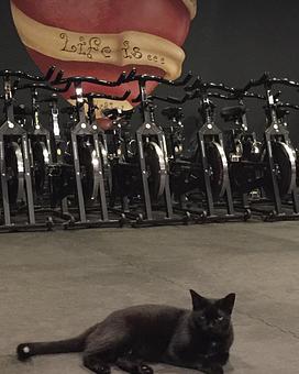 Product - The Perfect Circle in Palm Springs North Next to Royal Oaks in Miami Lakes - Hialeah, FL Sports & Recreational Services