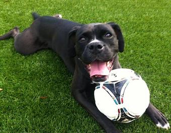 Product - The Place for Pets - All About Love in Port Orange, FL Pet Boarding & Grooming