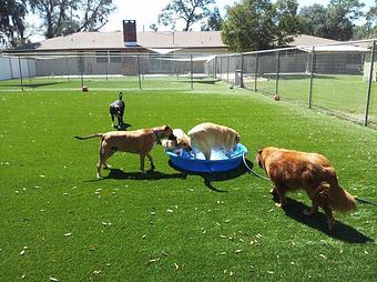 Product - The Place for Pets - All About Love in Port Orange, FL Pet Boarding & Grooming