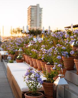 Product - The Roof at EDITION in West Hollywood, California - West Hollywood, CA American Restaurants