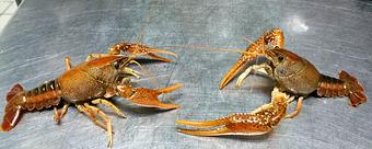 Product - The Seafood Bistro in Montgomery, AL American Restaurants