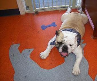 Product - The Top Dog in Hayward, CA Pet Boarding & Grooming