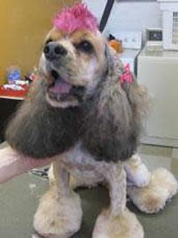 Product - The Top Dog in Hayward, CA Pet Boarding & Grooming