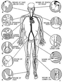 Product: Anatomy Chart - The Training Center in Downtown - Petaluma, CA Sports Schools & Training Camps