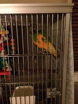 Product - Time For A Walk in Arlington, VA Pet Care Services