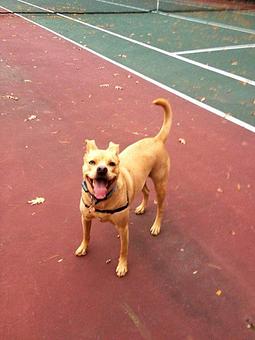 Product - Time For A Walk in Arlington, VA Pet Care Services
