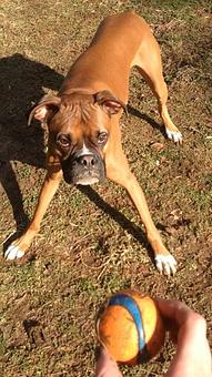 Product - Time For A Walk in Arlington, VA Pet Care Services