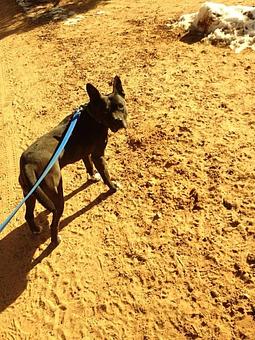 Product - Time For A Walk in Arlington, VA Pet Care Services