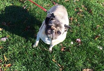 Product - Time For A Walk in Arlington, VA Pet Care Services
