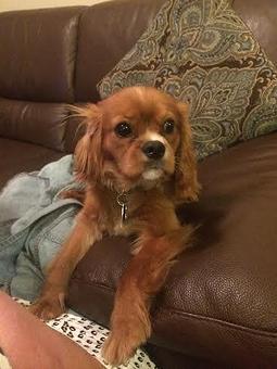 Product - Tinywalks in Charleston, SC Pet Care Services