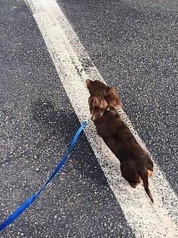 Product - Tinywalks in Charleston, SC Pet Care Services