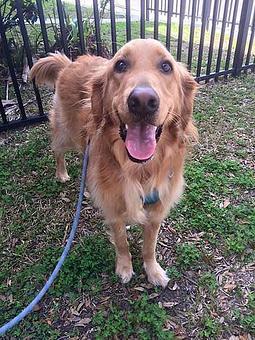 Product - Tinywalks in Charleston, SC Pet Care Services