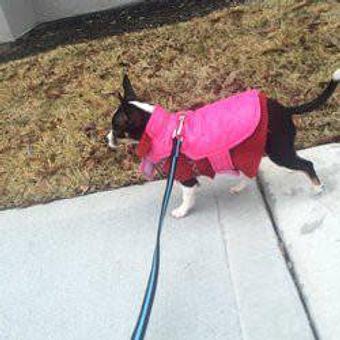 Product - Tinywalks in Charleston, SC Pet Care Services