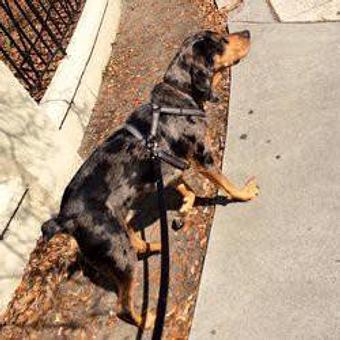 Product - Tinywalks in Charleston, SC Pet Care Services