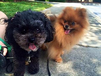 Product - Tinywalks in Charleston, SC Pet Care Services