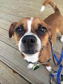 Product - Tinywalks in Charleston, SC Pet Care Services