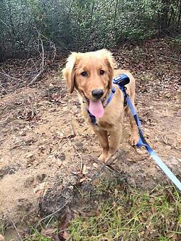 Product - Tinywalks in Charleston, SC Pet Care Services