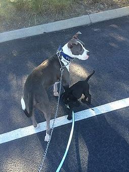 Product - Tinywalks in Charleston, SC Pet Care Services