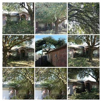 Product - TNT Tree Service in Kingwood, TX Ornamental Nursery Services