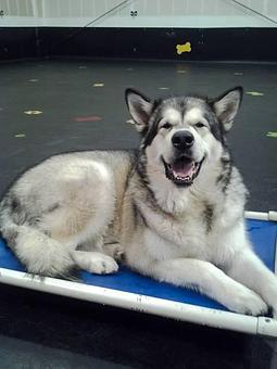 Product - Top Notch Kennels in Modesto, CA Pet Boarding & Grooming