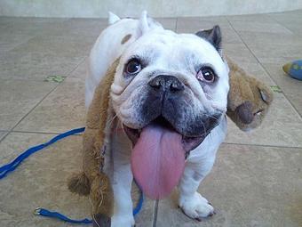 Product - Top Notch Kennels in Modesto, CA Pet Boarding & Grooming