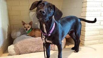 Product - Top Notch Kennels in Modesto, CA Pet Boarding & Grooming