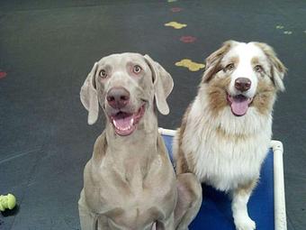 Product - Top Notch Kennels in Modesto, CA Pet Boarding & Grooming
